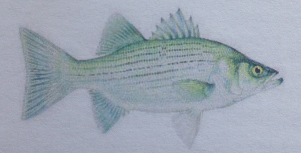 Fish Species and Limits City of New Strawn